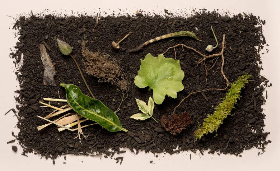 Leaves and vegetation decomposing on a layer of soil